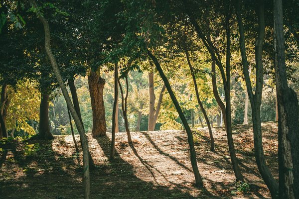 Alimentation et santé oculaire chez les seniors