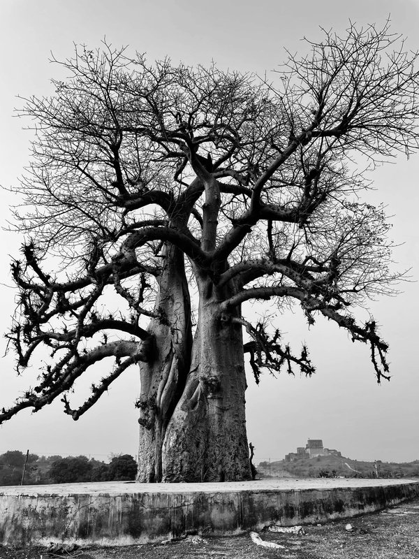 Le baobab : un super aliment aux multiples vertus nutritives